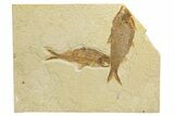 Pair Of Fossil Fish (Knightia) - Wyoming #318572-1